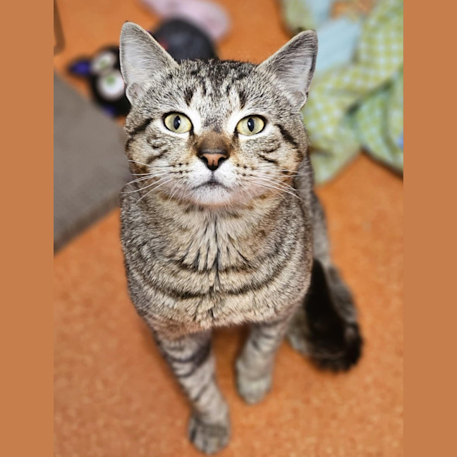Photo of Cookie