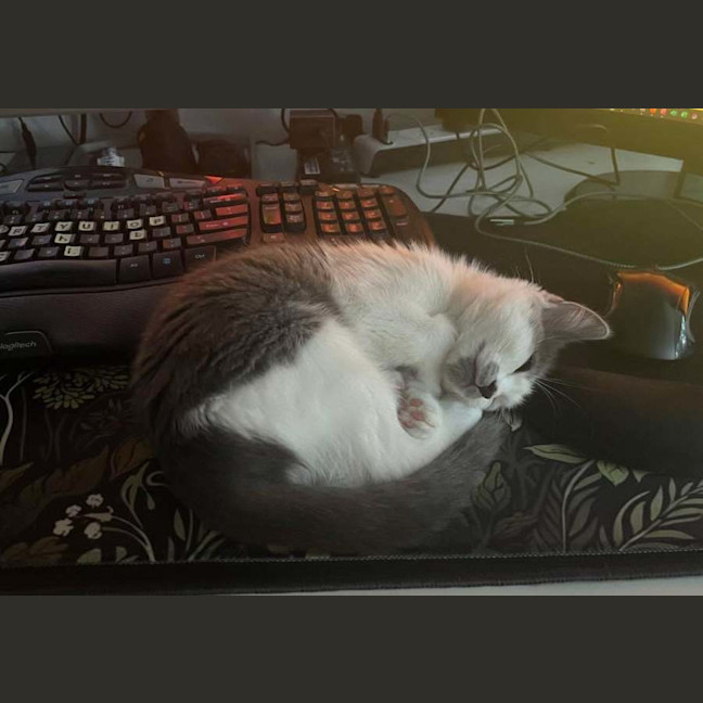 Photo of Evie ** 2nd Chance Cat Rescue **