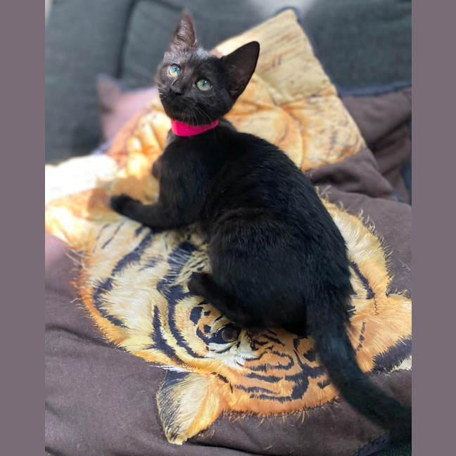 Photo of Einstein (9991)