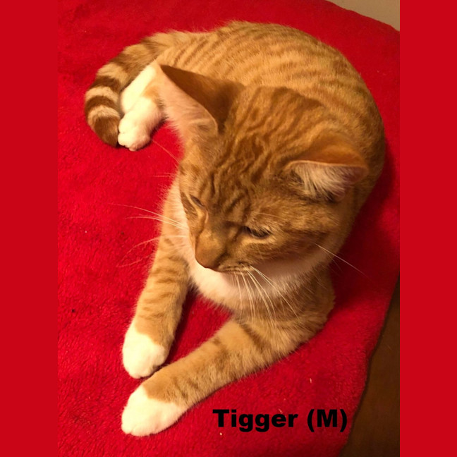 Photo of Tigger