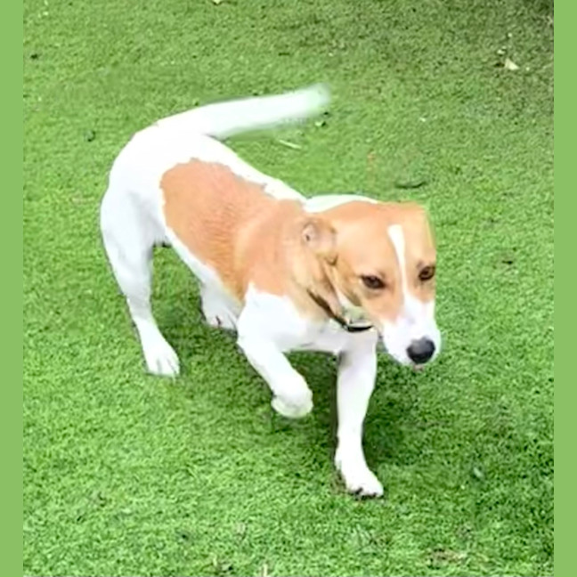 Photo of Rocket