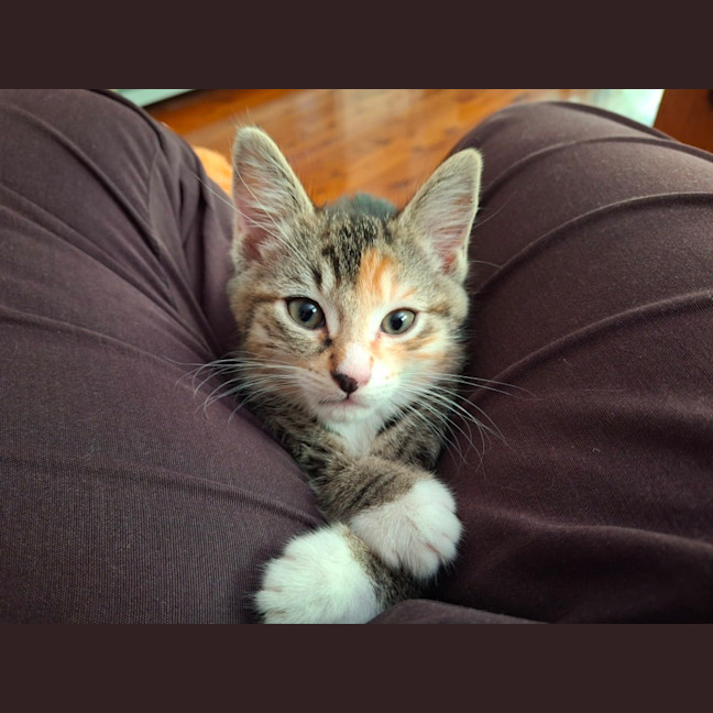 Photo of Quinn