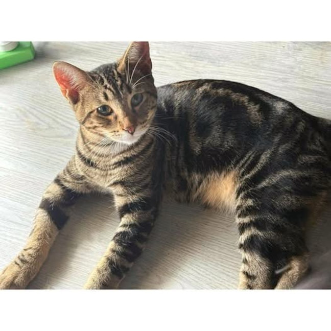 Photo of 11832   Fili