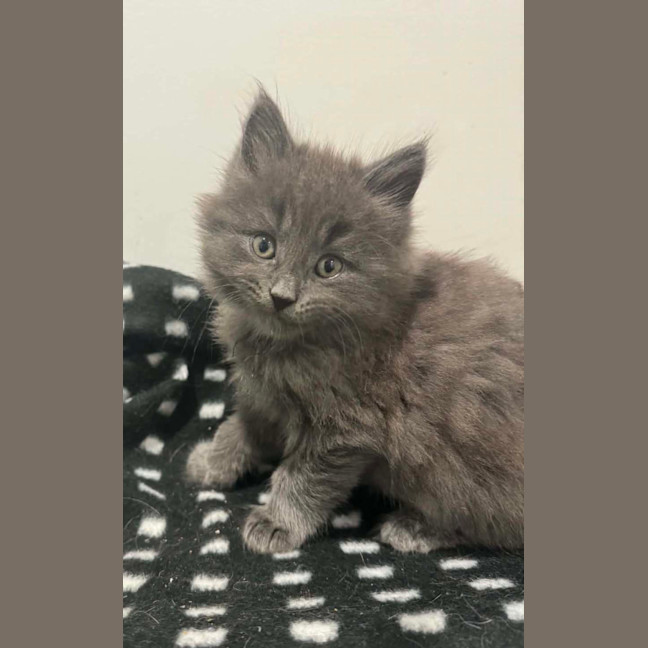 Photo of Nimbus 