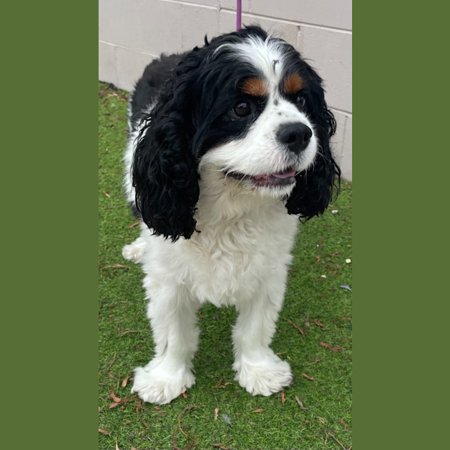 Photo of Winston