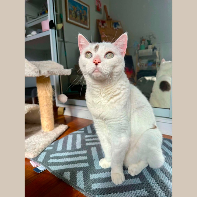 Photo of Loki