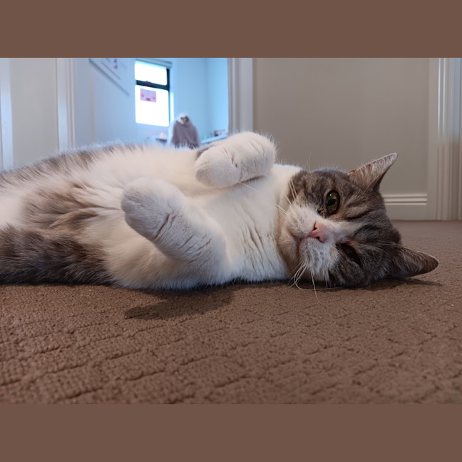 Photo of Link
