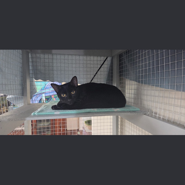 Photo of Purrcival