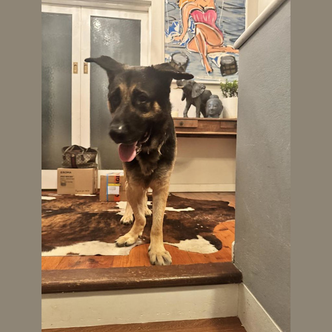 Photo of Pretzel (Eddie)