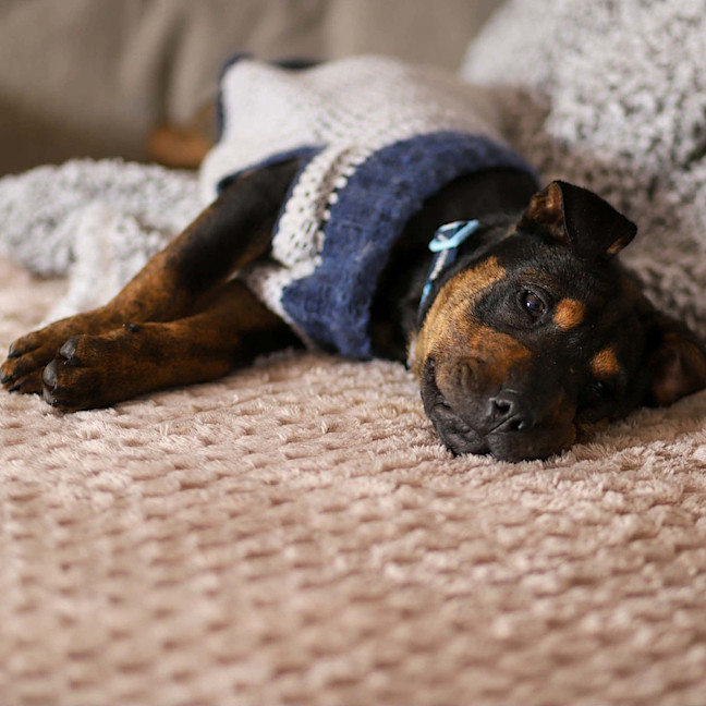 Photo of Bennie