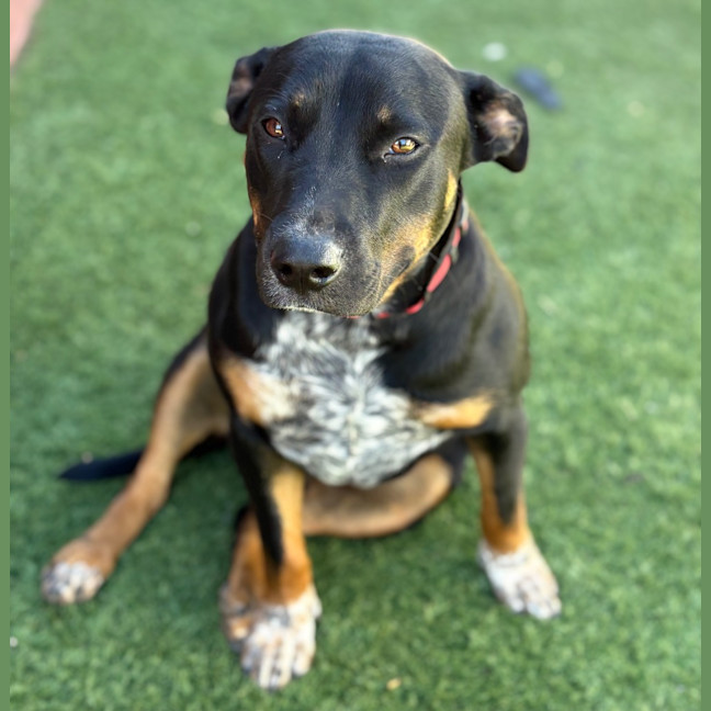 Photo of Posy