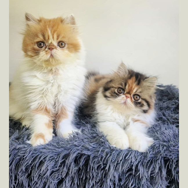 Photo of 🦄Lucille & Maeby🦄