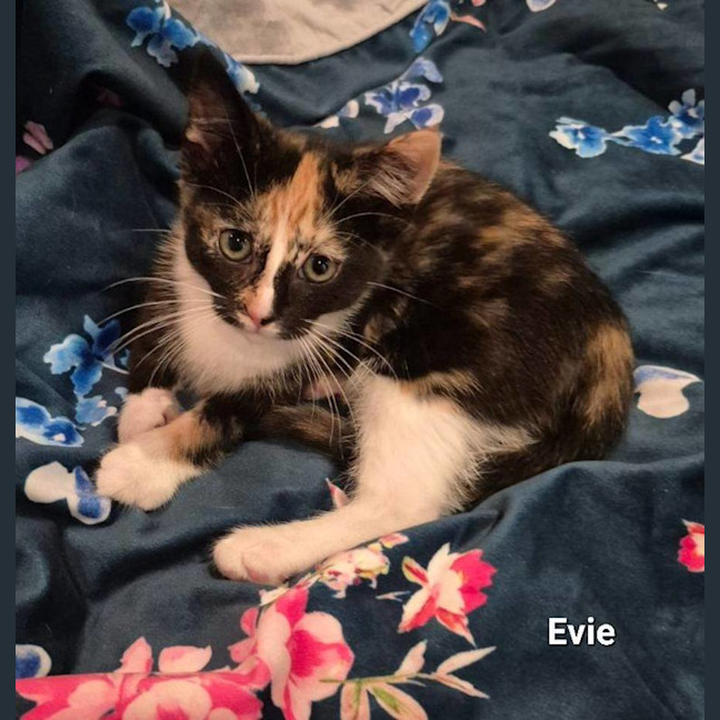 Photo of Evie