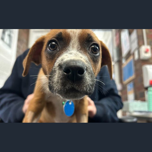 Photo of Piper