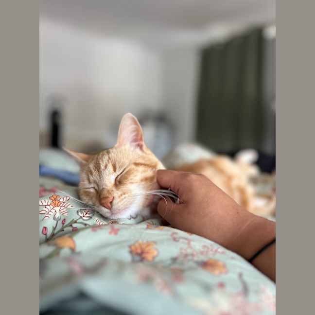 Photo of Nemo