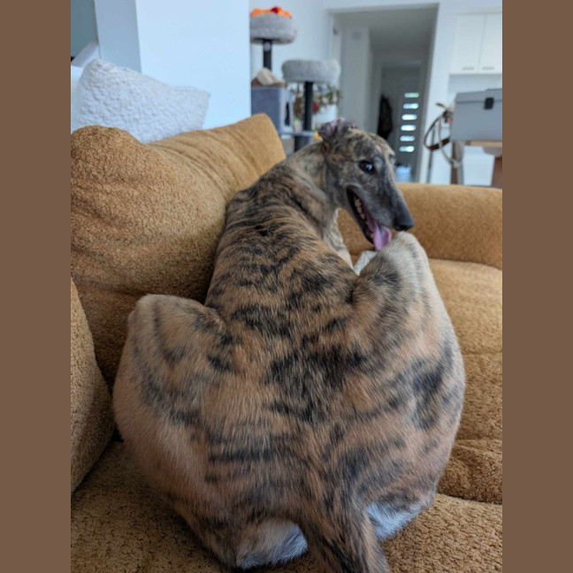 Photo of Roz, The Cat Friendly Greyhound