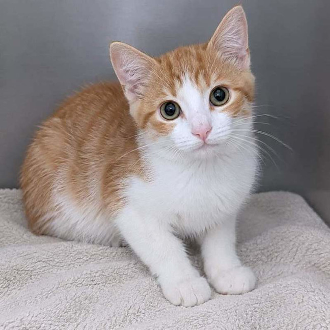Photo of Nugget