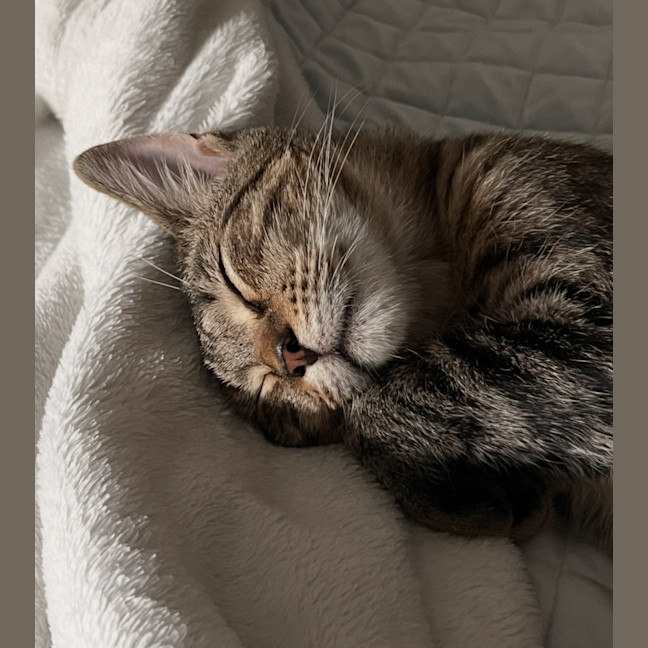 Photo of Teddy
