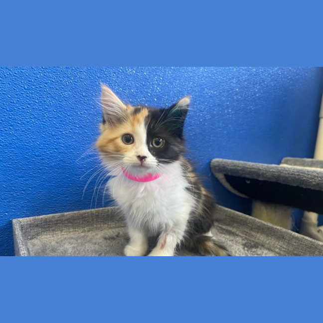 Photo of Pumpkin