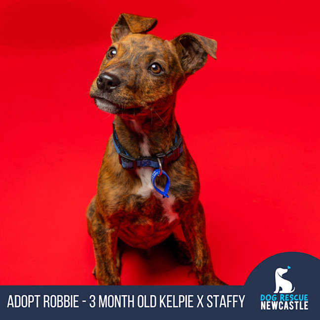 Photo of Robbie   3 Month Old Kelpie X Staffy (Trial)
