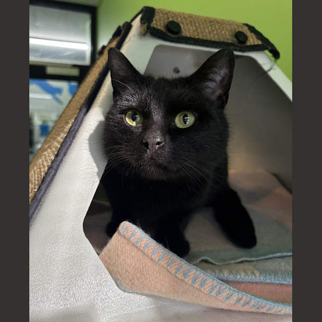 Photo of Jed (Bonded With Millie)
