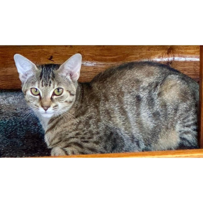 Photo of 11725   Candy Cane