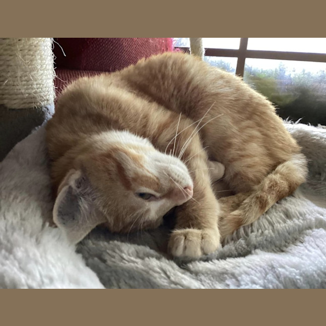 Photo of Fred Flintstone