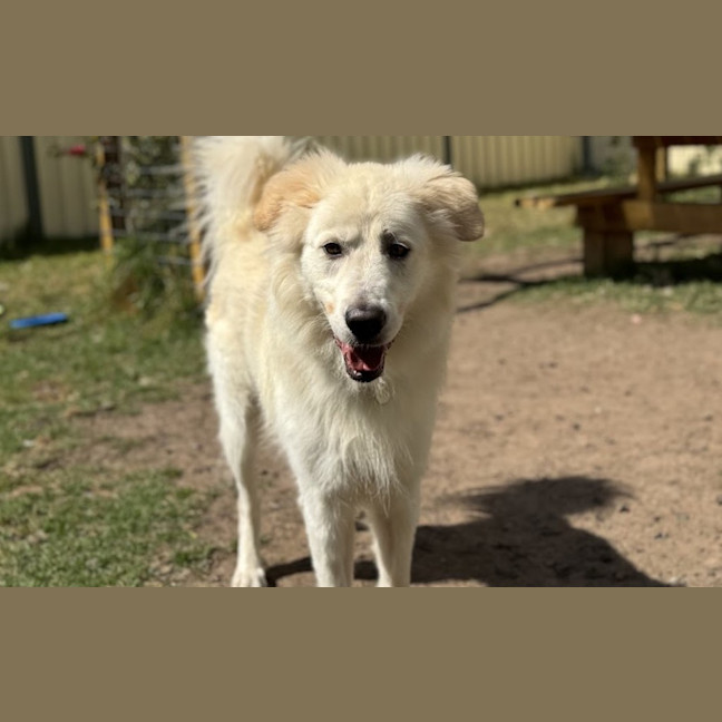 Photo of Buddy