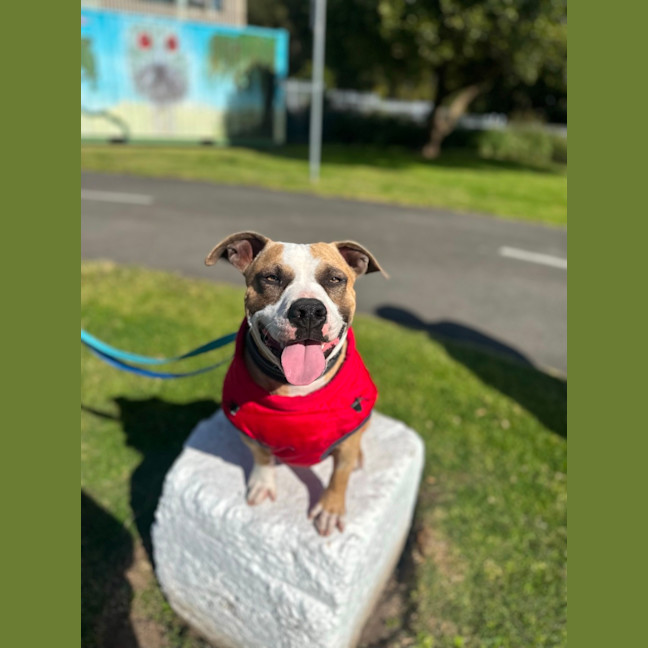 Photo of Bailey