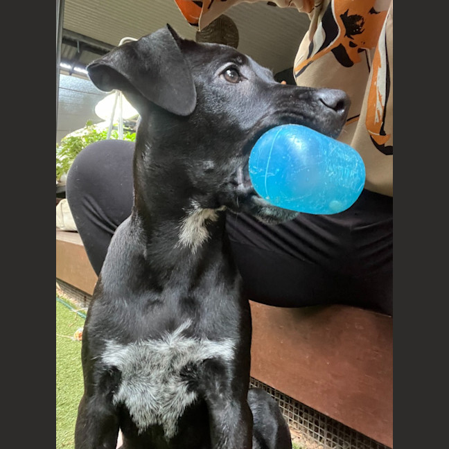 Photo of Phoebe