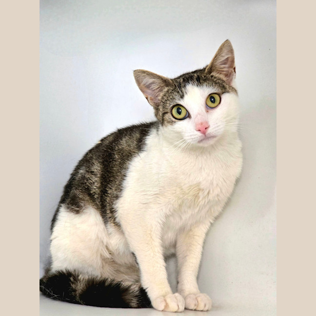 Photo of Artemis 