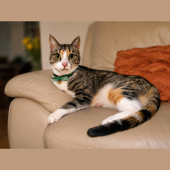 Photo of Meow Meow