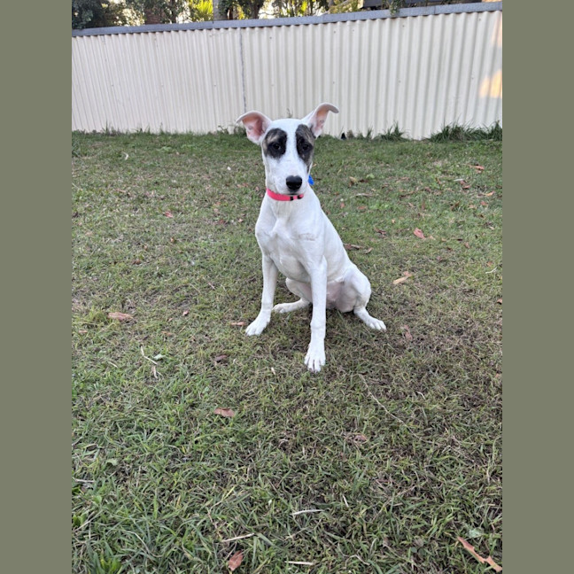 Photo of Suki
