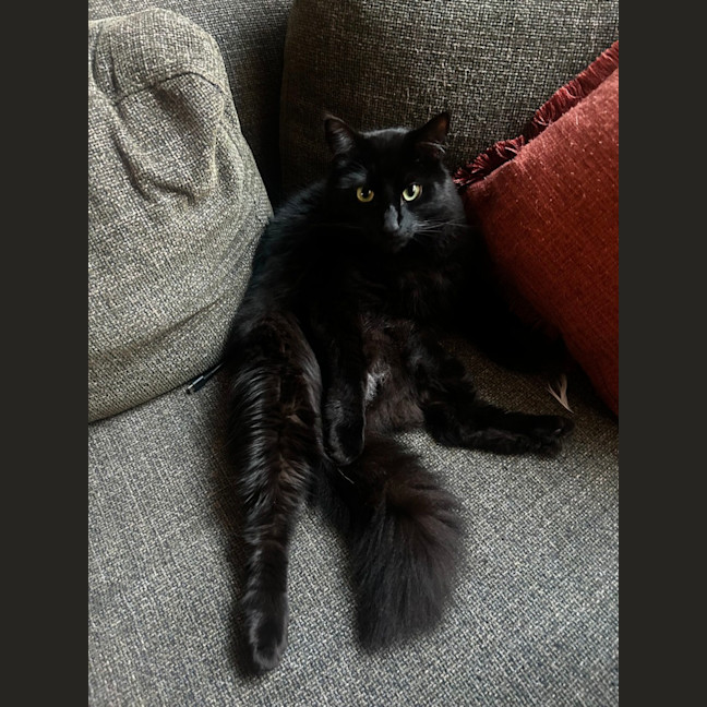 Photo of Curious George