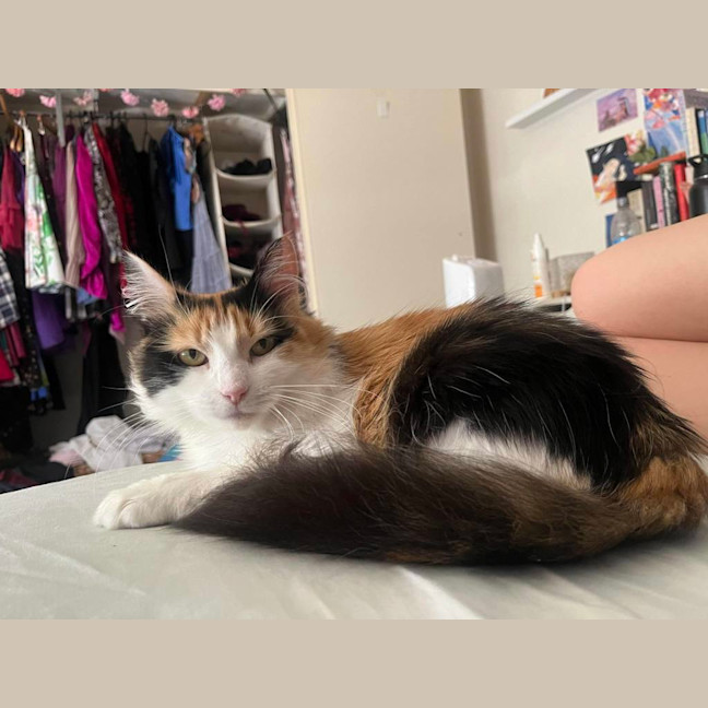 Photo of Callie 