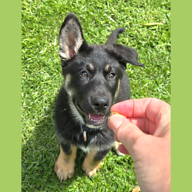 Photo of Bravo – 11 Week Old Shepherd X Husky (Trial)