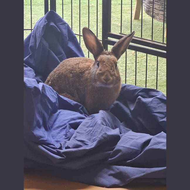 Photo of Zestful Wildy 