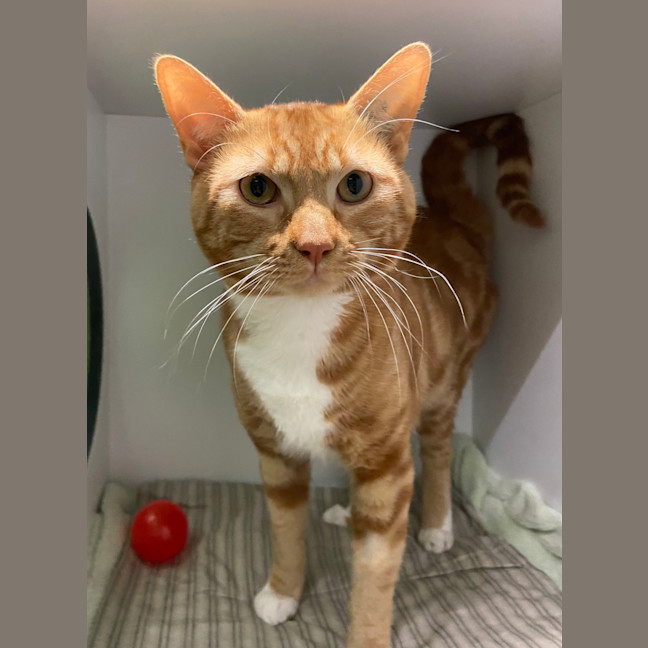 Photo of Rufus