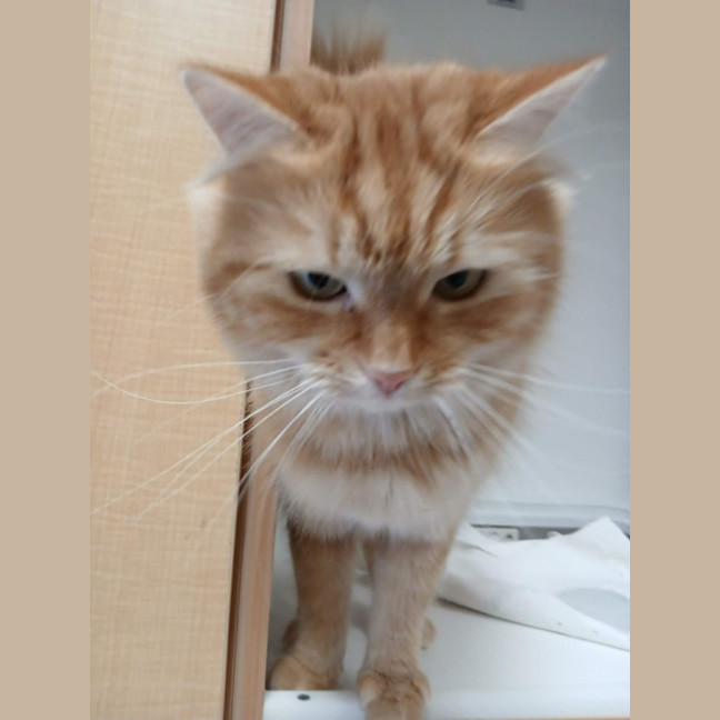 Photo of Cosmo