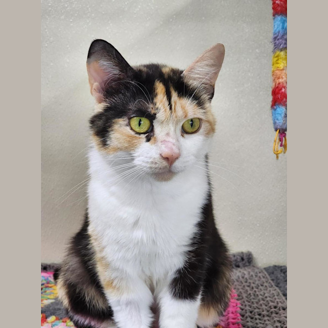 Photo of 🎀 Lucinda 6643 🎀