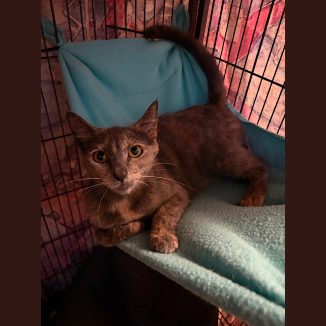 Photo of Mc Muffin