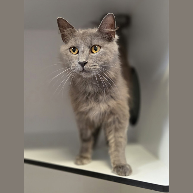 Photo of Nimbus