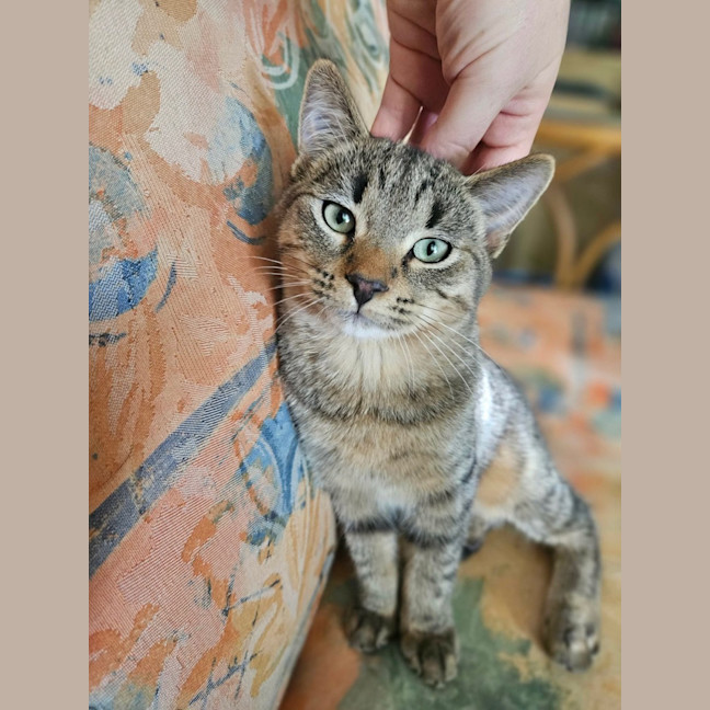 Photo of Koda