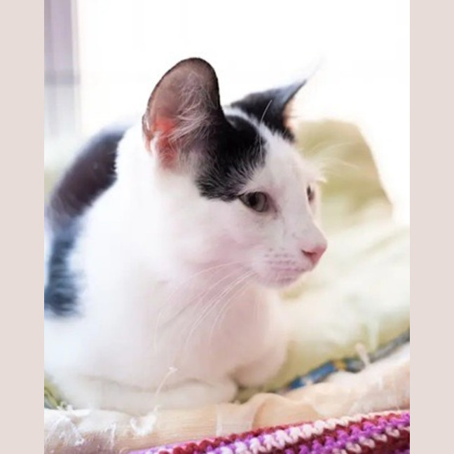 Photo of Souffle