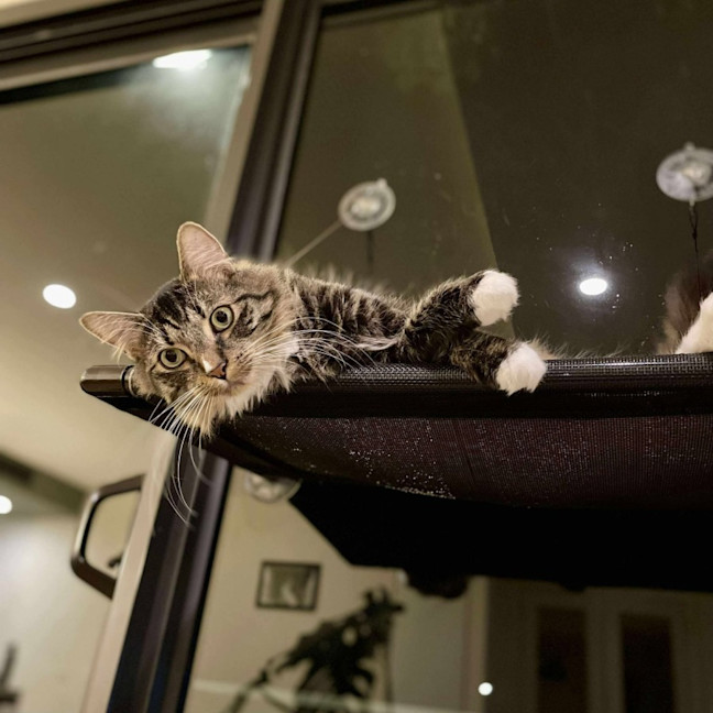 Photo of Freddy   In Foster Care In Preston