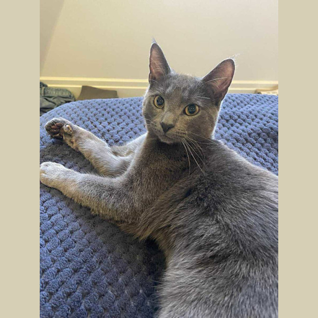 Photo of 🩶 Nico 🩶