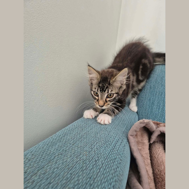 Photo of Kiwi