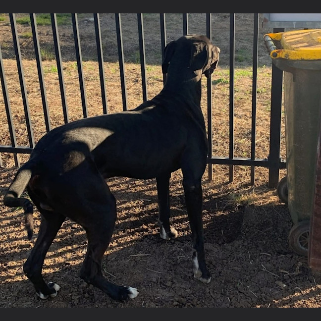 Photo of Ace