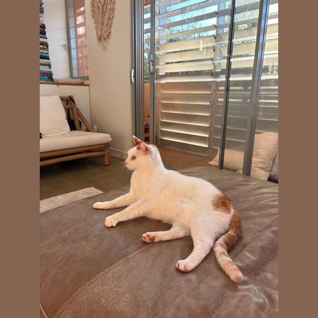 Photo of Gus   10 Year Old Domestic Short Hair