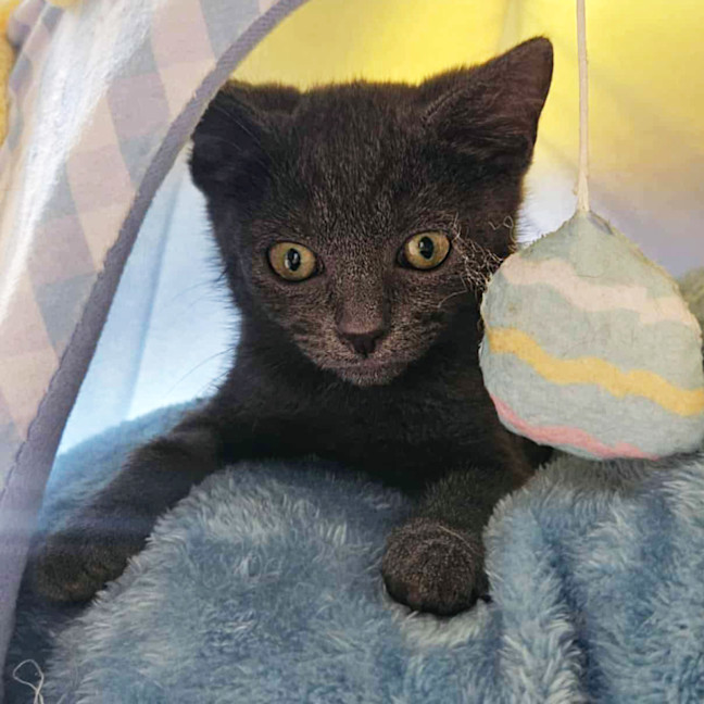 Photo of 😻 Max 😻